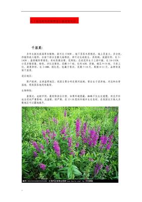 园林绿化工程水生植物与花卉种植施工工艺